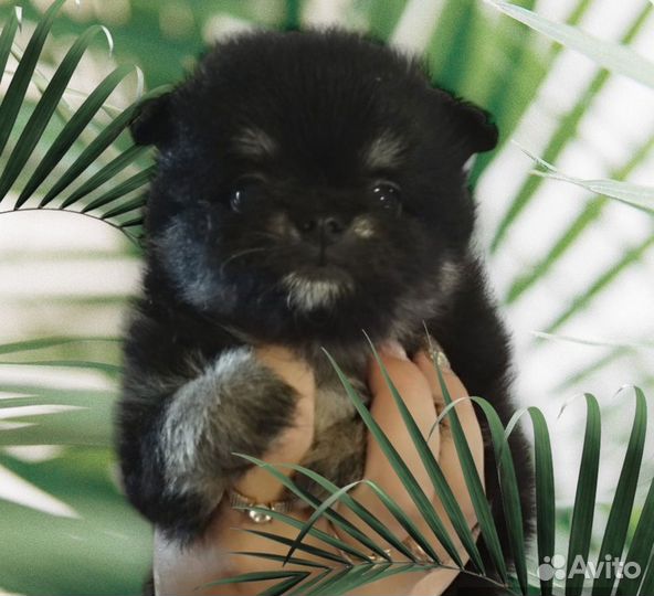 Щенки померанского шпица