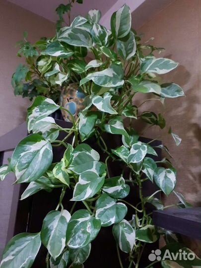 Эпипремнум золотистый (лат. Epipremnum aureum)