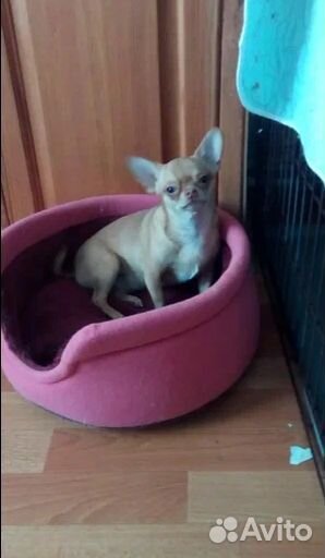 Взрослая девочка чихуахуа документы РКФ