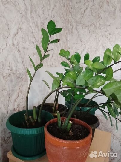 Замиокулькас