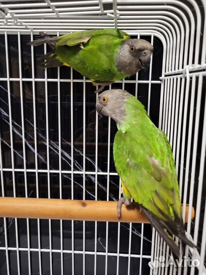 Сенегальские попугаи