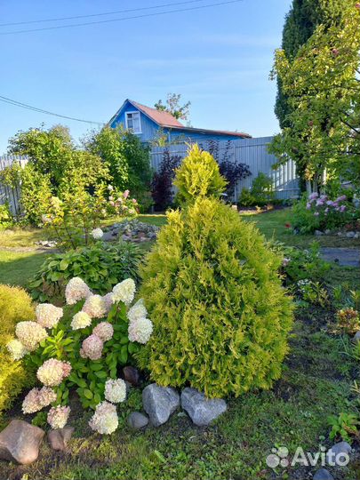 Туя Голден смарагд