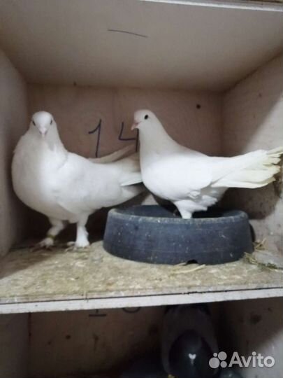 Голуби бакинские широкохвостые