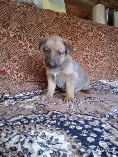 Щенки в добрые руки отдам бесплатно