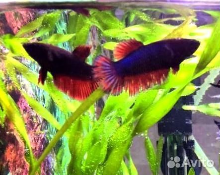 Рыбка петушок, самка