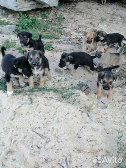 Щенки в добрые руки