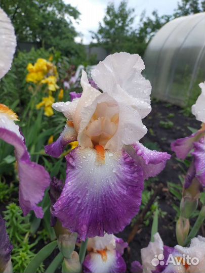 Ирисы бородатые