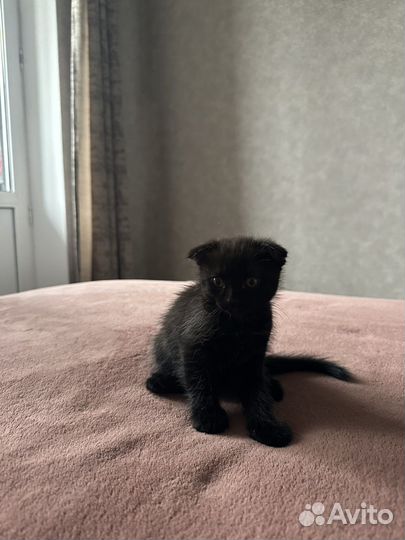 Отдам в добрые руки