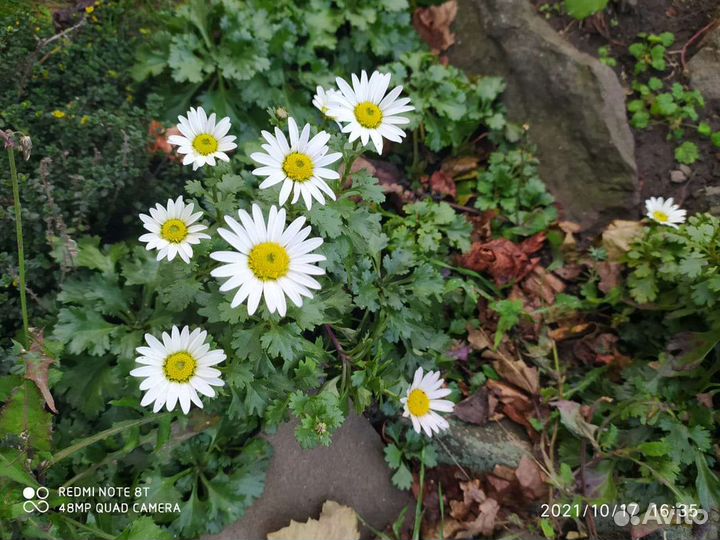 Астра новобельгийская и почвопокровные