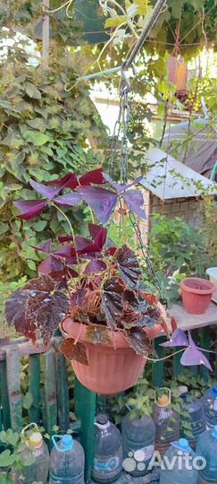 Бегония и Кислица треугольная