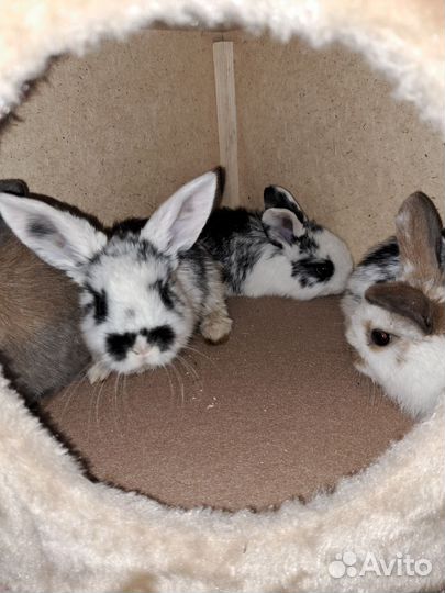 Декоративные кролики вислоухие