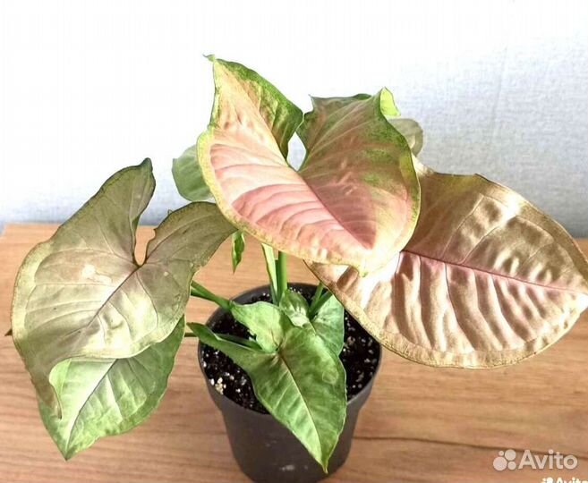 Сингониумы Разные Комнатные Растения цветы