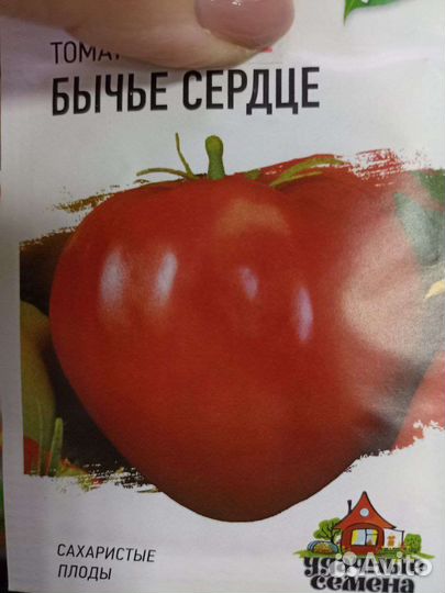 Рассада помидор