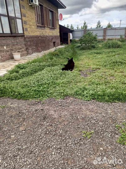 Продам щенков