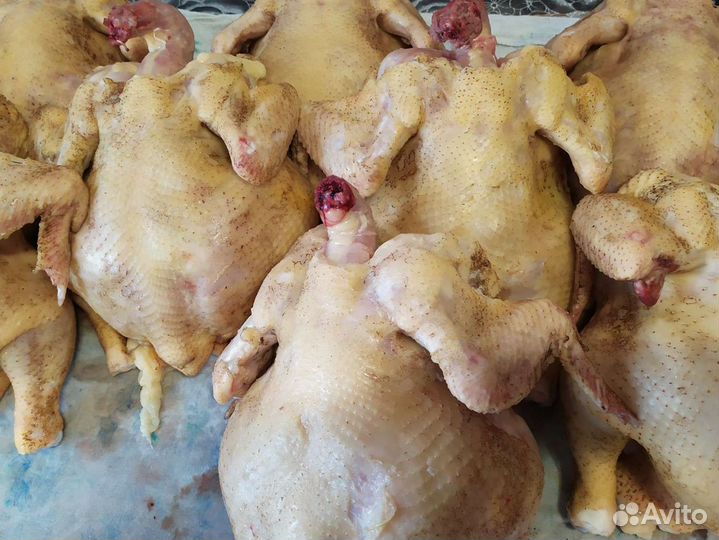 Домашние мясо цыплят бройлеров