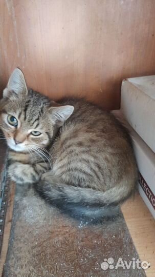 Котята-красавчики