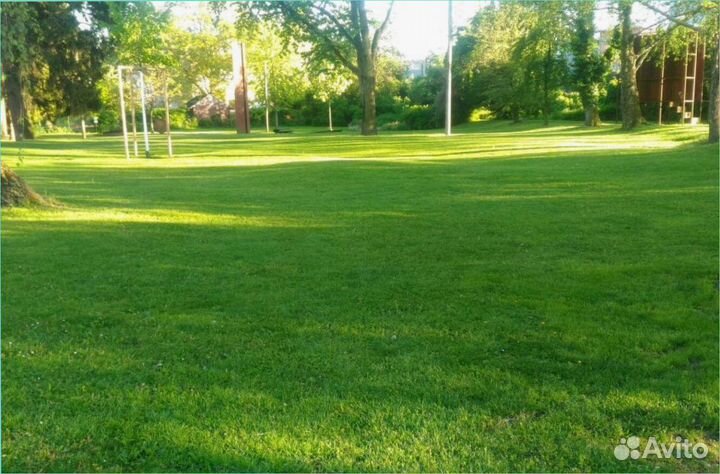 Семена газонной травы