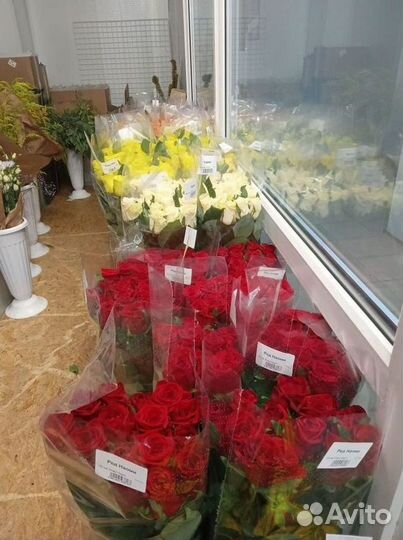 Цветы розы оптом