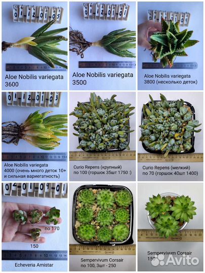 Суккуленты 5/6