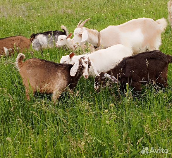 Продаются козлята