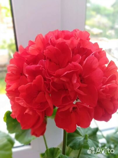 Пеларгония герань