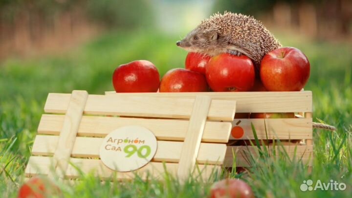 Сборщик урожая яблок 3000-4500 оплата еженед