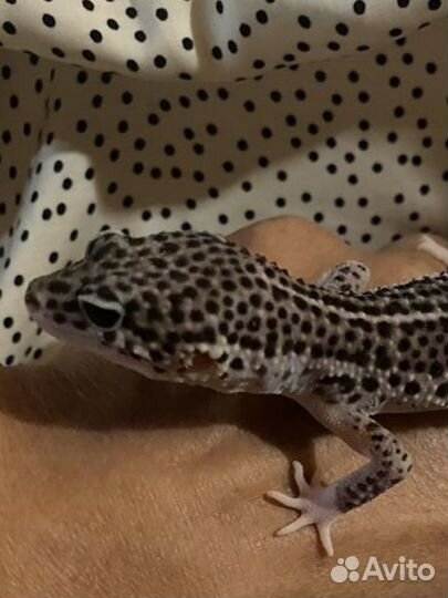 Геккон эублефар