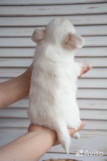 Щенки чихуахуа мальчик
