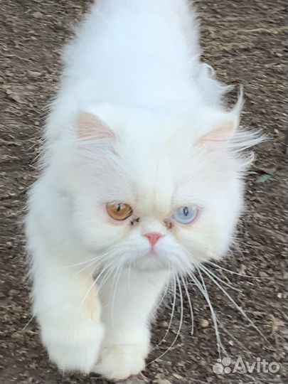 Персидская кошечка