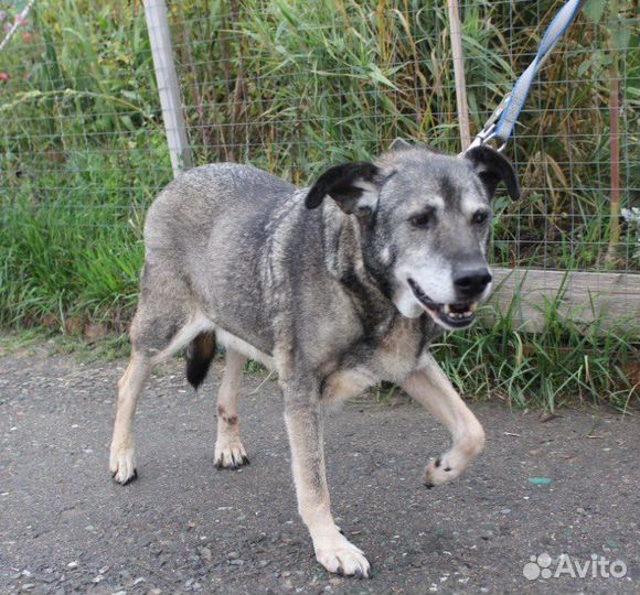 Собака в добрые руки, Барс
