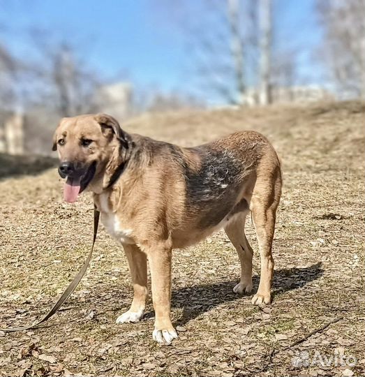 Среднеазиатская овчарка метис из приюта