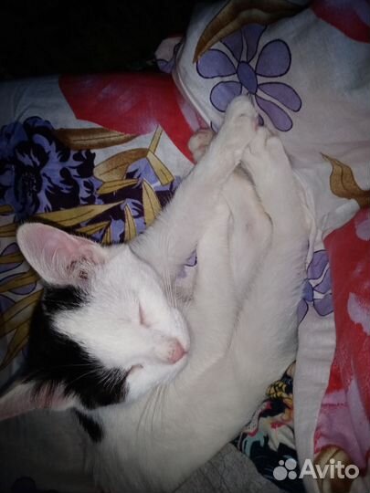 Котик в добрые руки