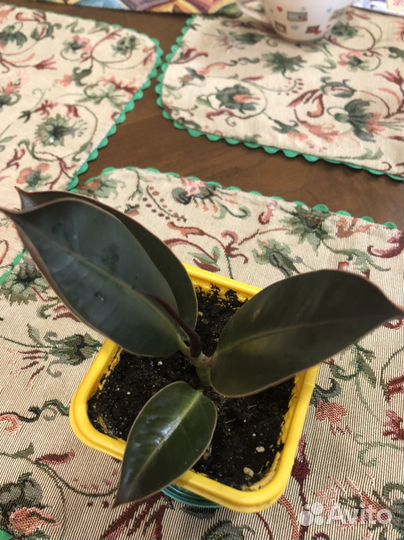 Комнатные цветы