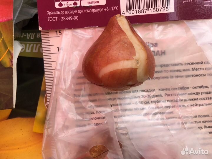 Луковицы тюльпанов