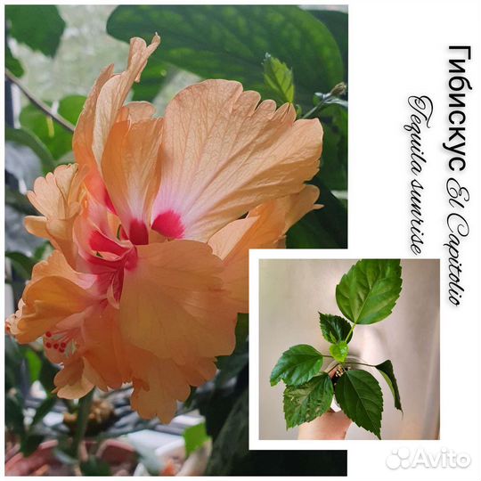 Сортовые гибискусы