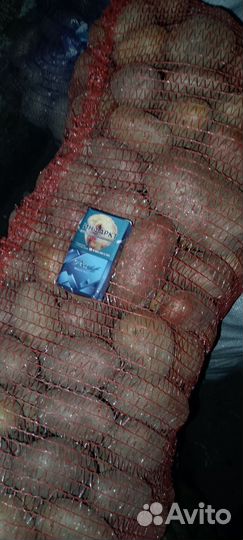 Картофель домашний