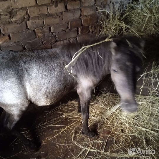 Кобыла миник