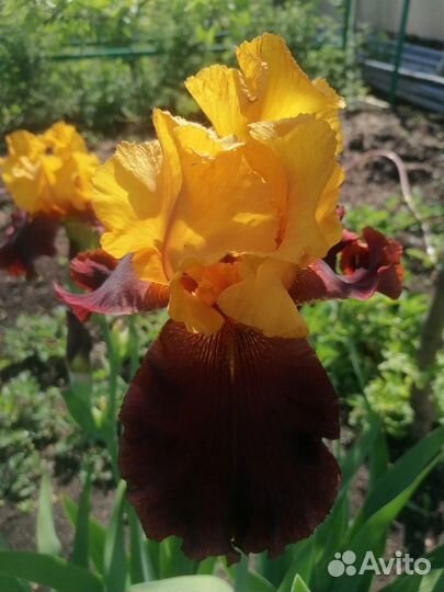 Ирис Султан Суприм