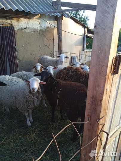 Овцы бараны