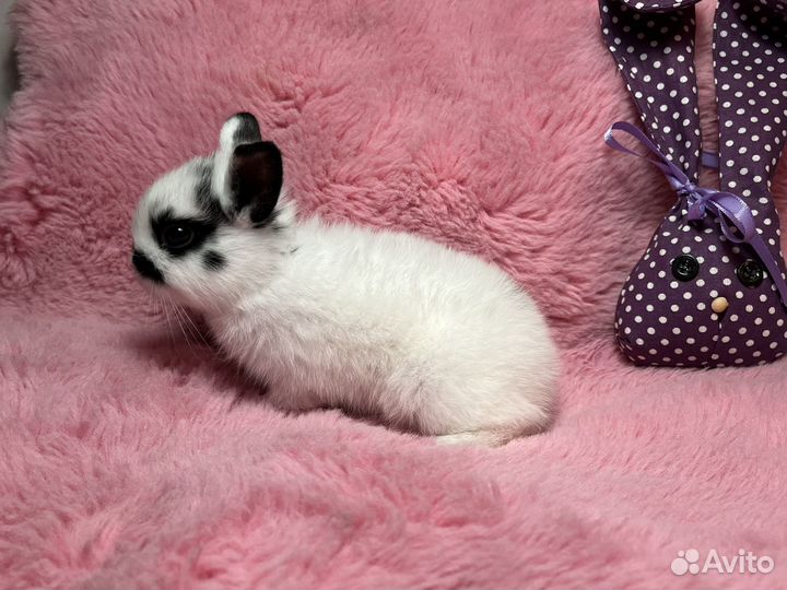 Крольчата в добрые руки