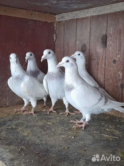 Голуби чехи