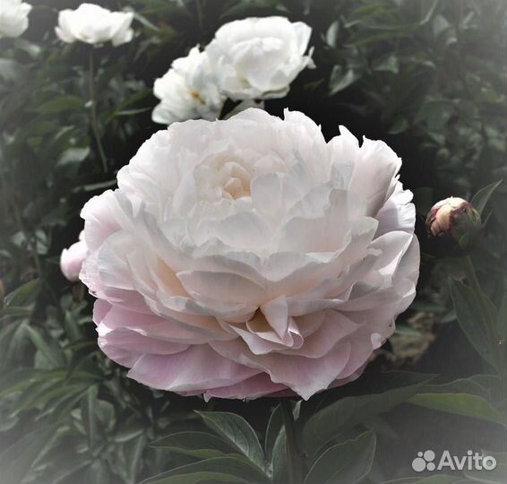 Пион Ник Шейлор