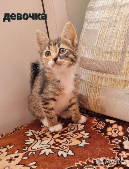 Котята в добрые руки