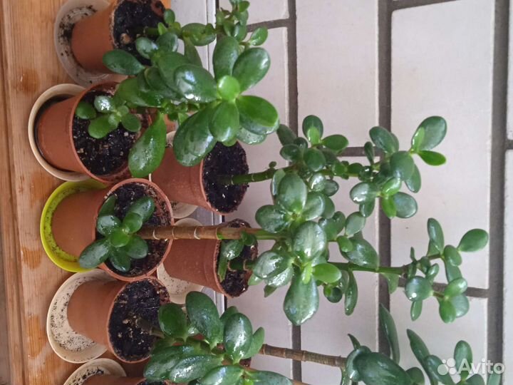 Толстянка. Денежное дерево. Красула