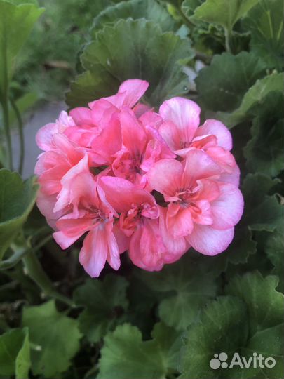 Пеларгония