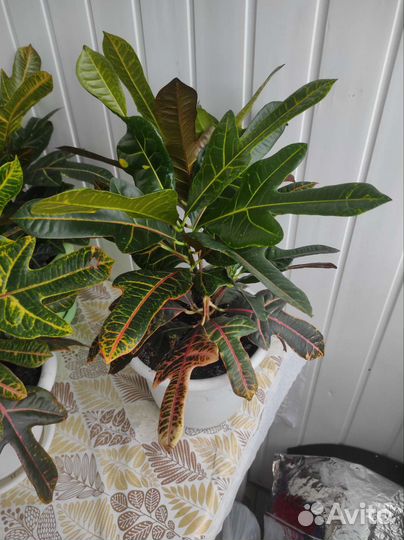 Комнатные цветы кротон