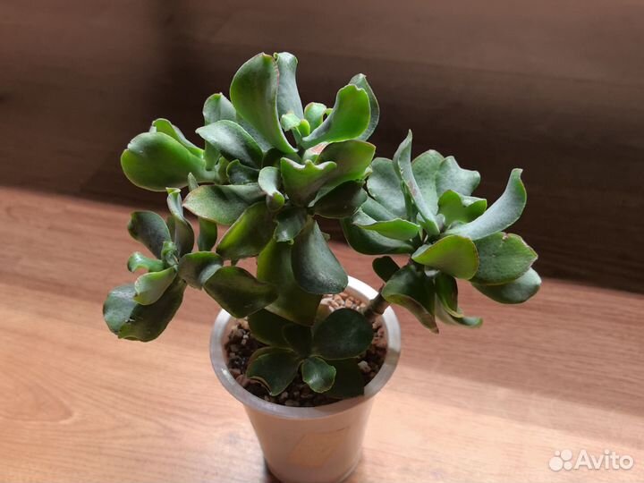 Крассула сортовая