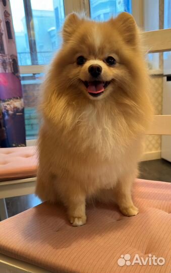 Померанский шпиц мини вязка