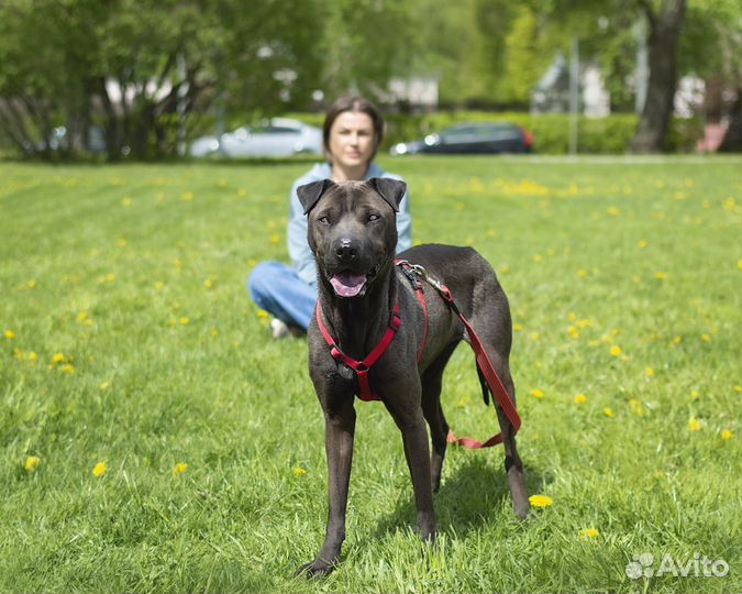 Метис шарпея ждет в приюте