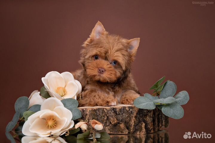 Перчик (Мальчик) голубоглазый, окрас тигренока